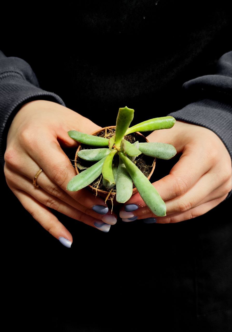 Адромискус Филикаулис, или Тонкостебельный (Adromischus Filicaulis) D5см