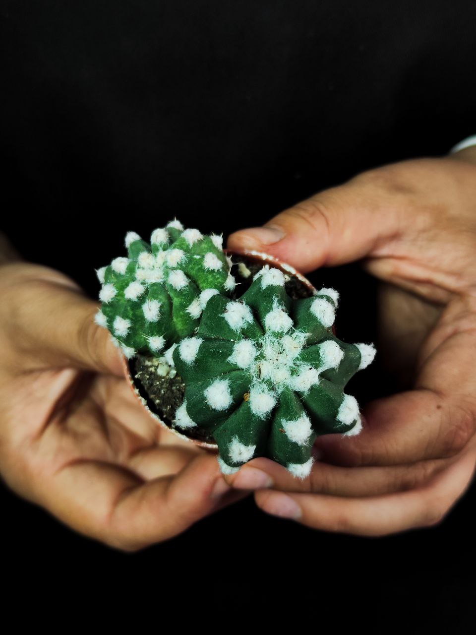 Кактус Эхинопсис Денудатум Груп (Echinopsis Denudatum Group) D5см