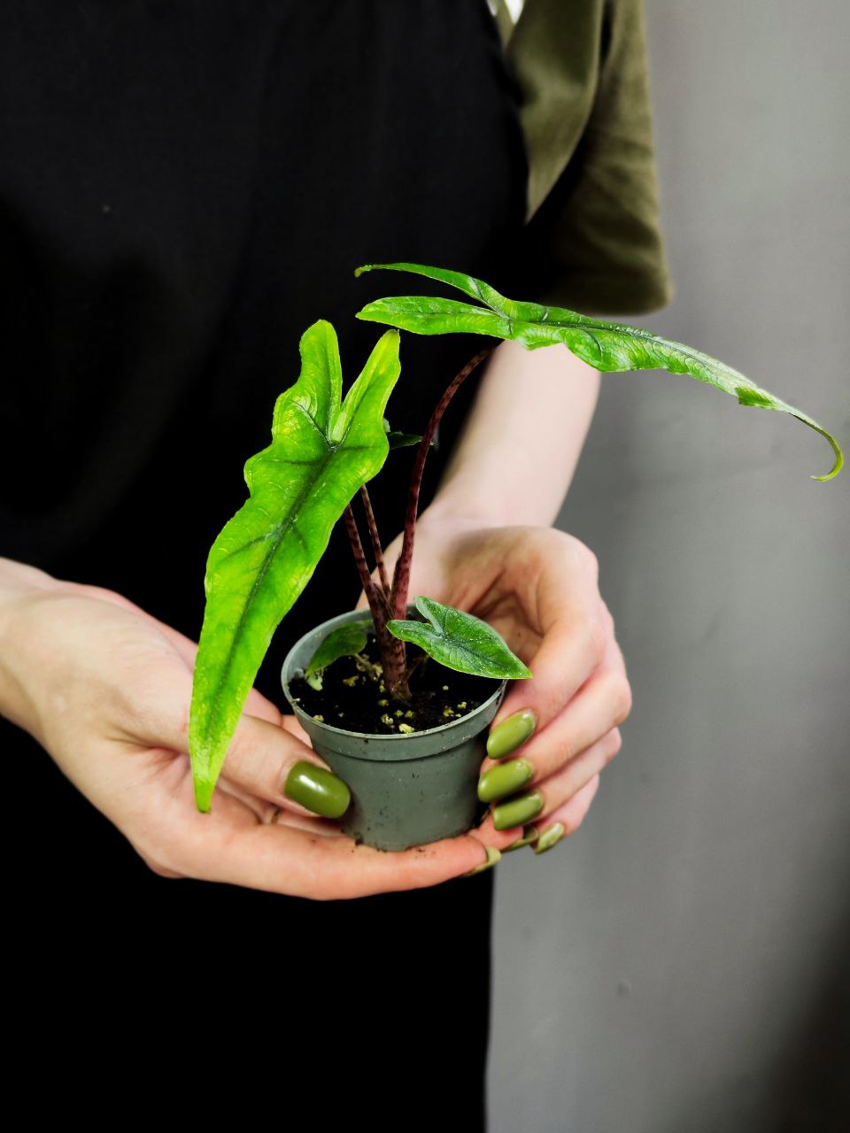 Алоказия Сабрина Нэрроу (Alocasia Sabrina Narrow) D6см