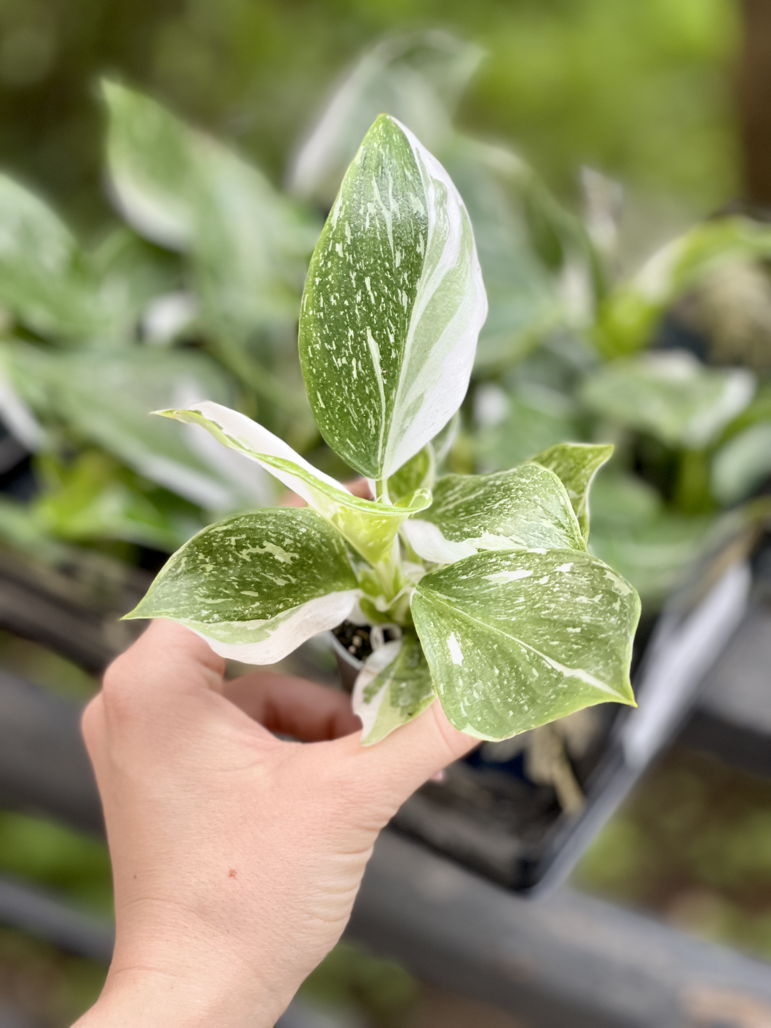 Филодендрон Вайт Визард (Philodendron White Wisard) D6см