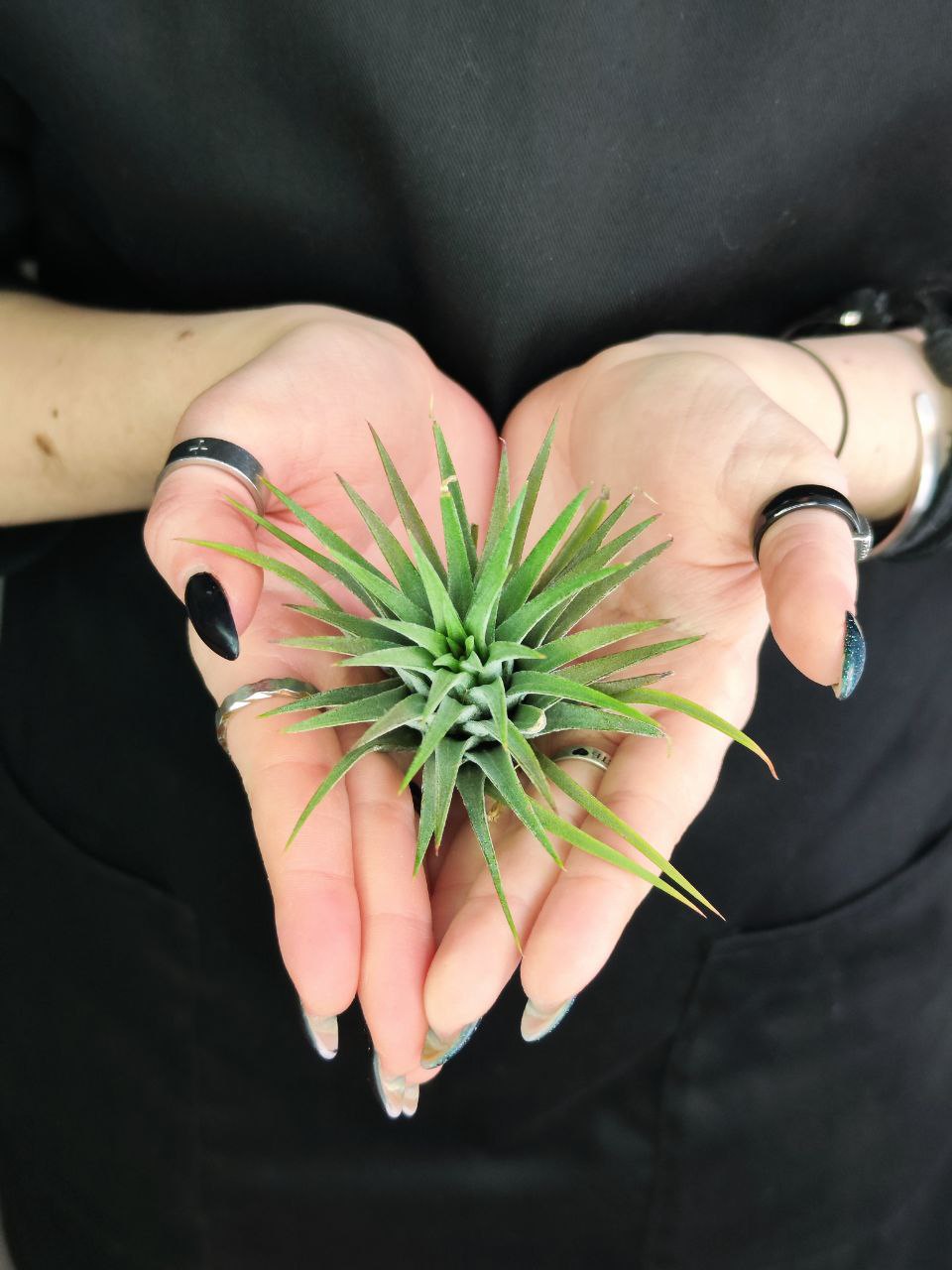 Тилландсия Ионанта Зеленая XL (Tillandsia Ionantha Green XL)
