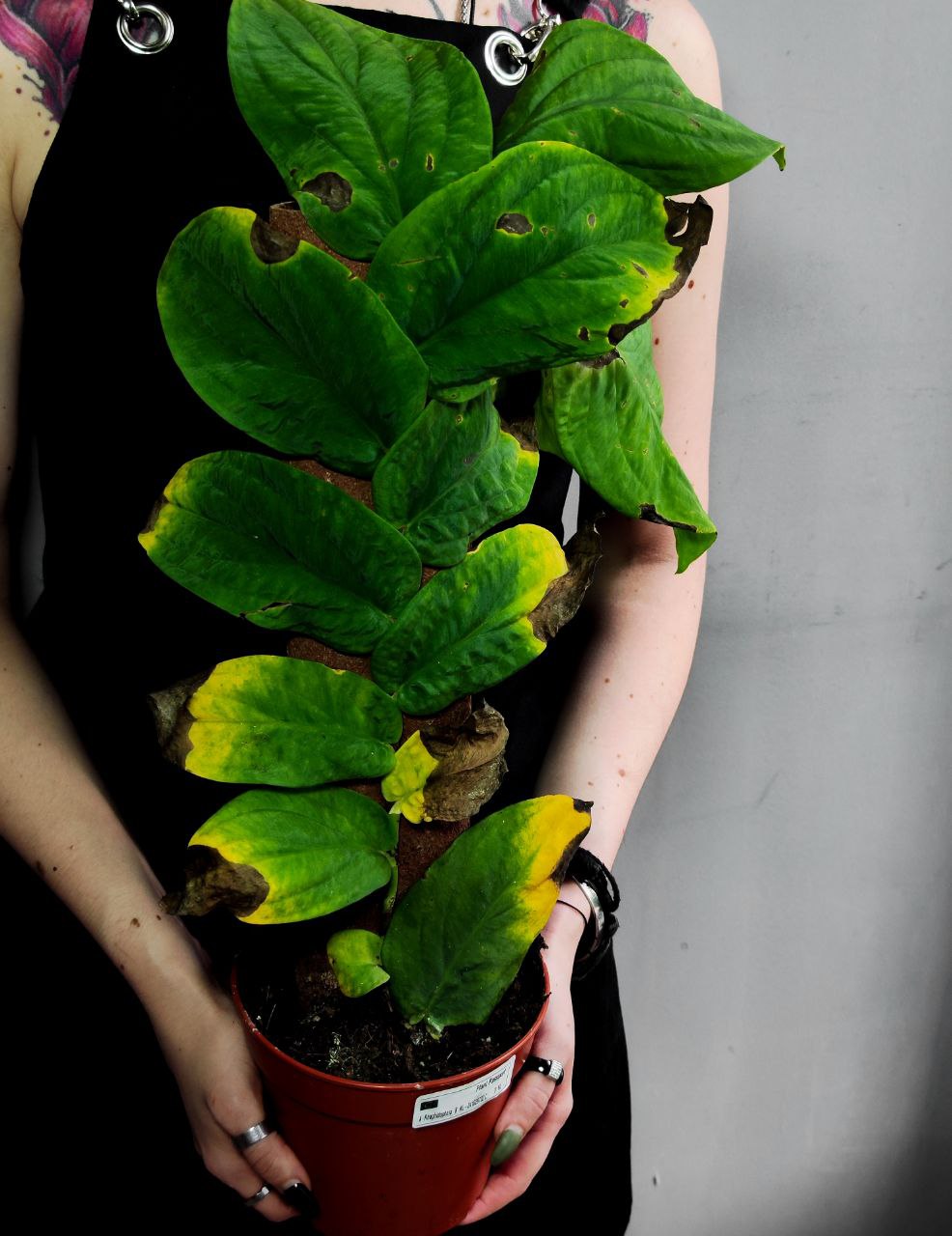 Рафидофора Кортхалса УЦЕНЕННАЯ (Rhaphidophora Korthalsii) D14см