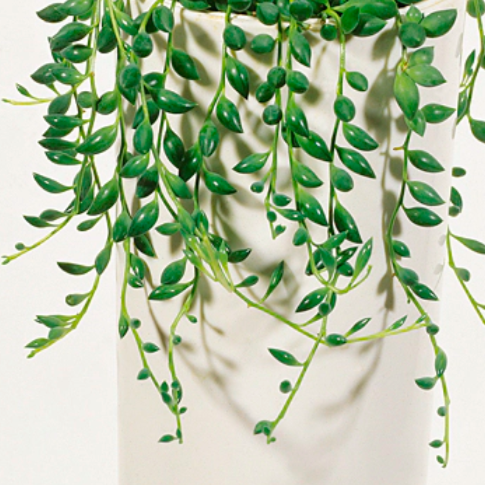 Крестовник Геррейна (Senecio Herreianus) D6см