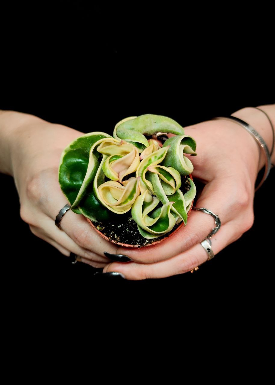 Хойя Карноза Компакта Вариегатная (Hoya Carnosa Compacta Variegata) D6см