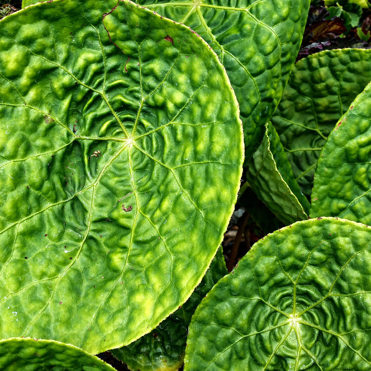 Бегония Футоенсис (Begonia Phuthoensis) D8см