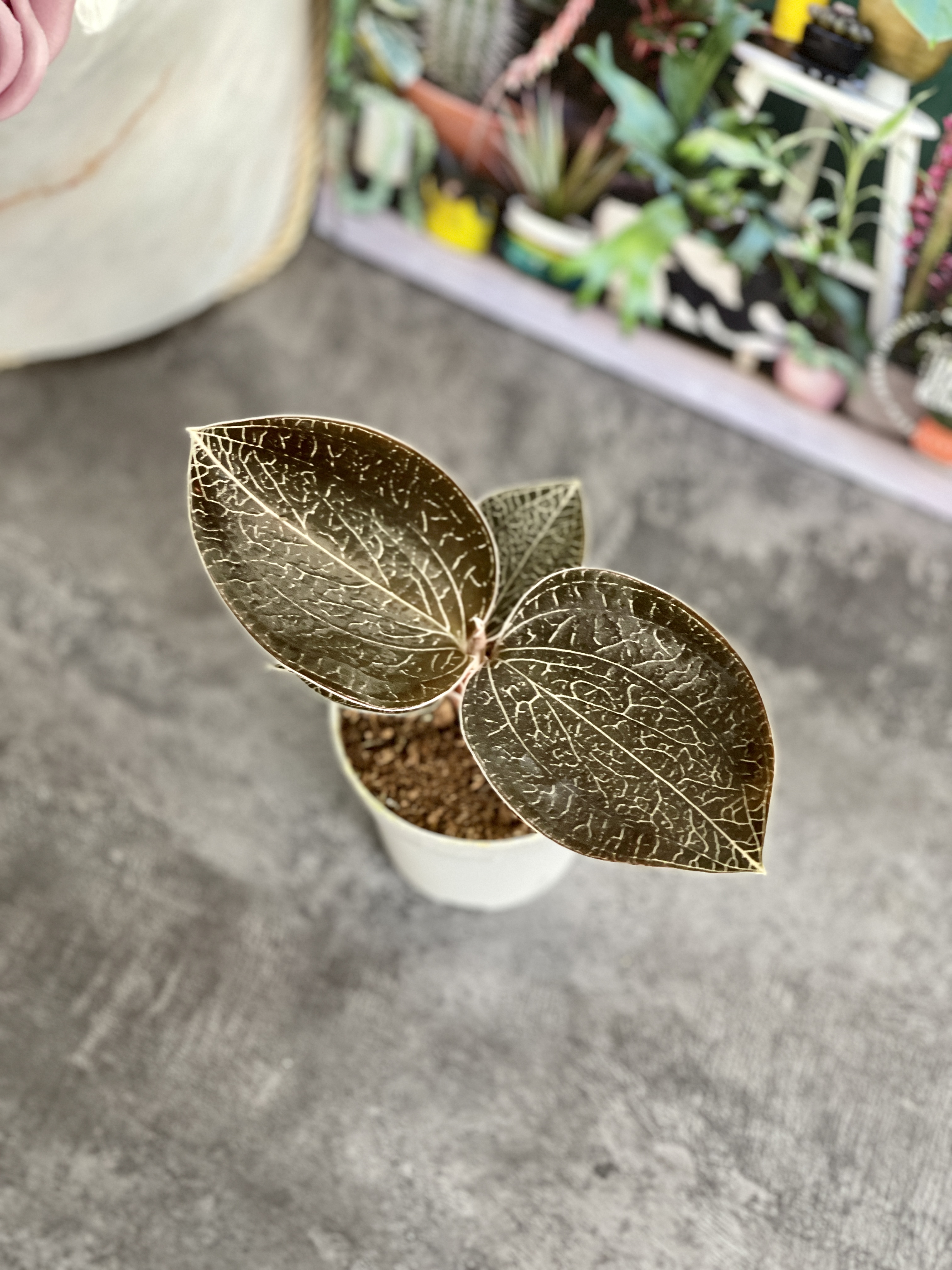 Орхидея Драгоценная Карма Оникс (Jewel Orchid Karma Onyx) D7см