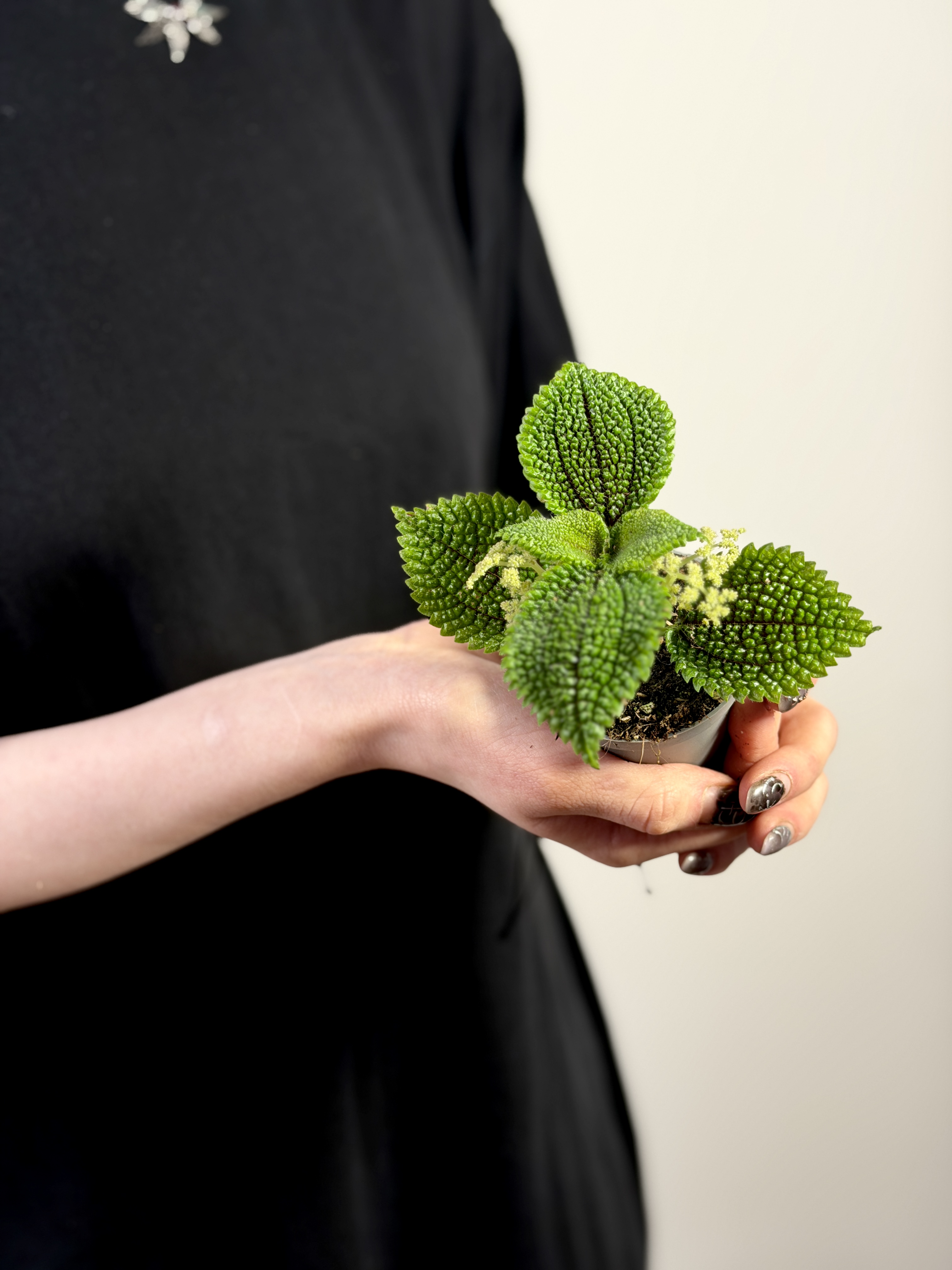 Пилея Мун Валли (Pilea Moon Valley) D6см
