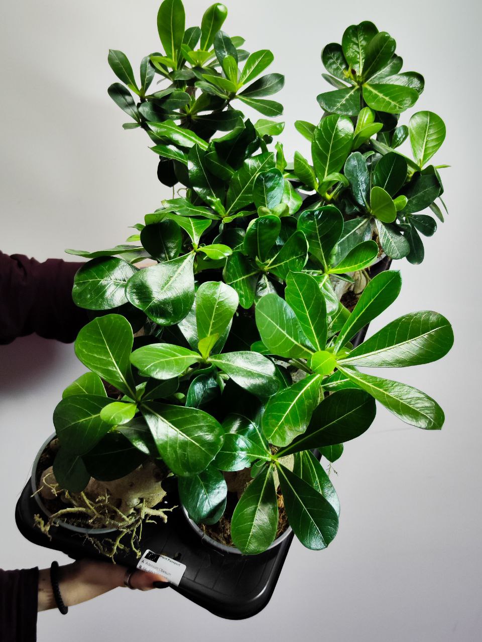 Адениум Тучный (Adenium Obesum) D12см
