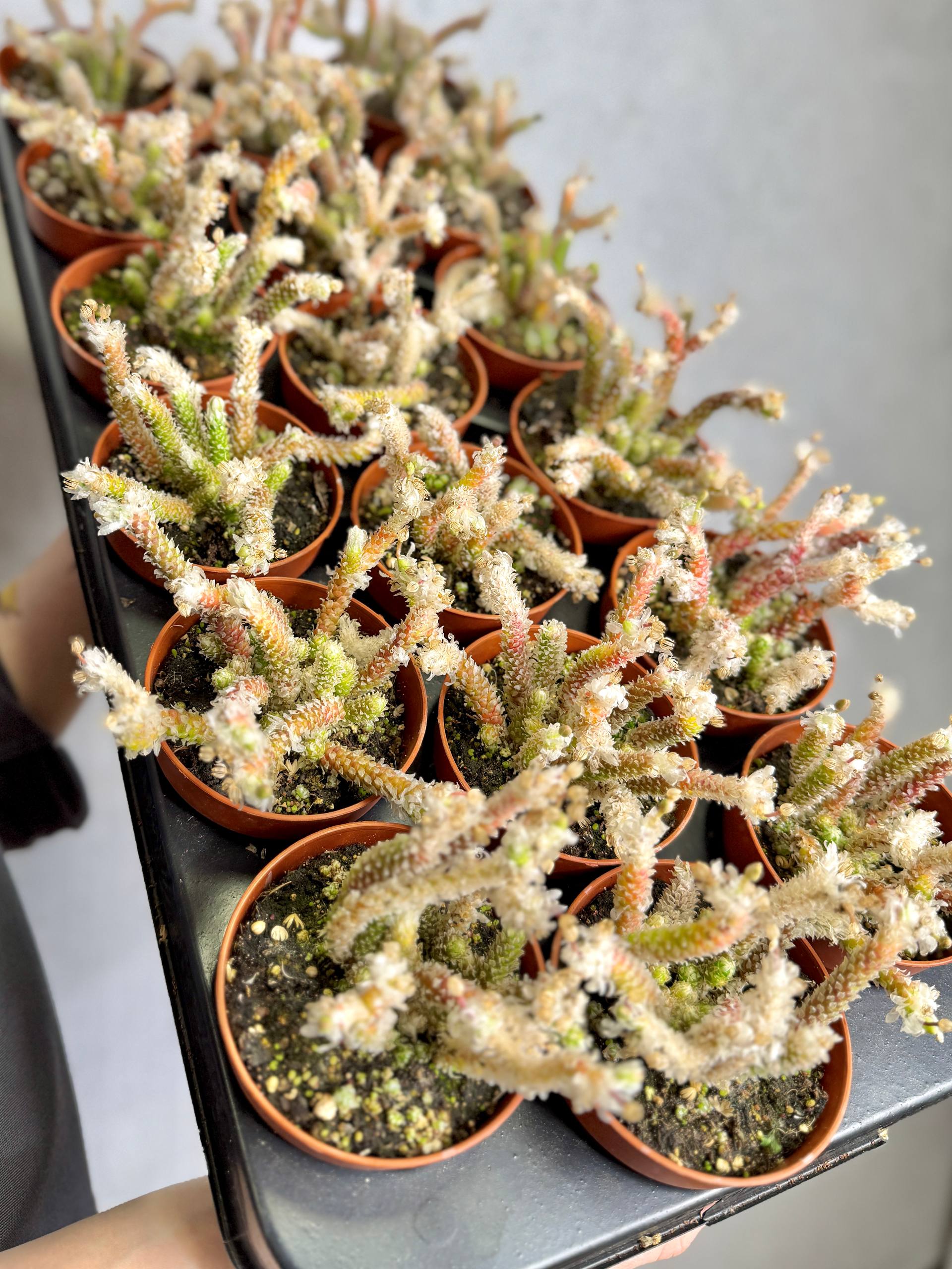 Авония Рекурвата (Avonia Recurvata) D8,5см