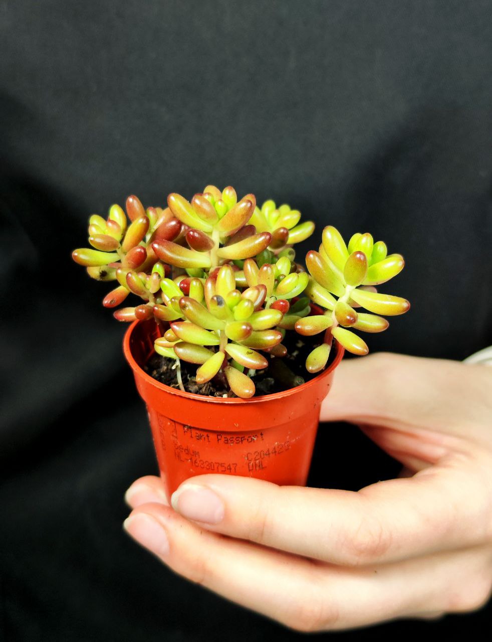 Седум Рубротинктум Аврора (Sedum Rubrotinctum Aurora) D5см