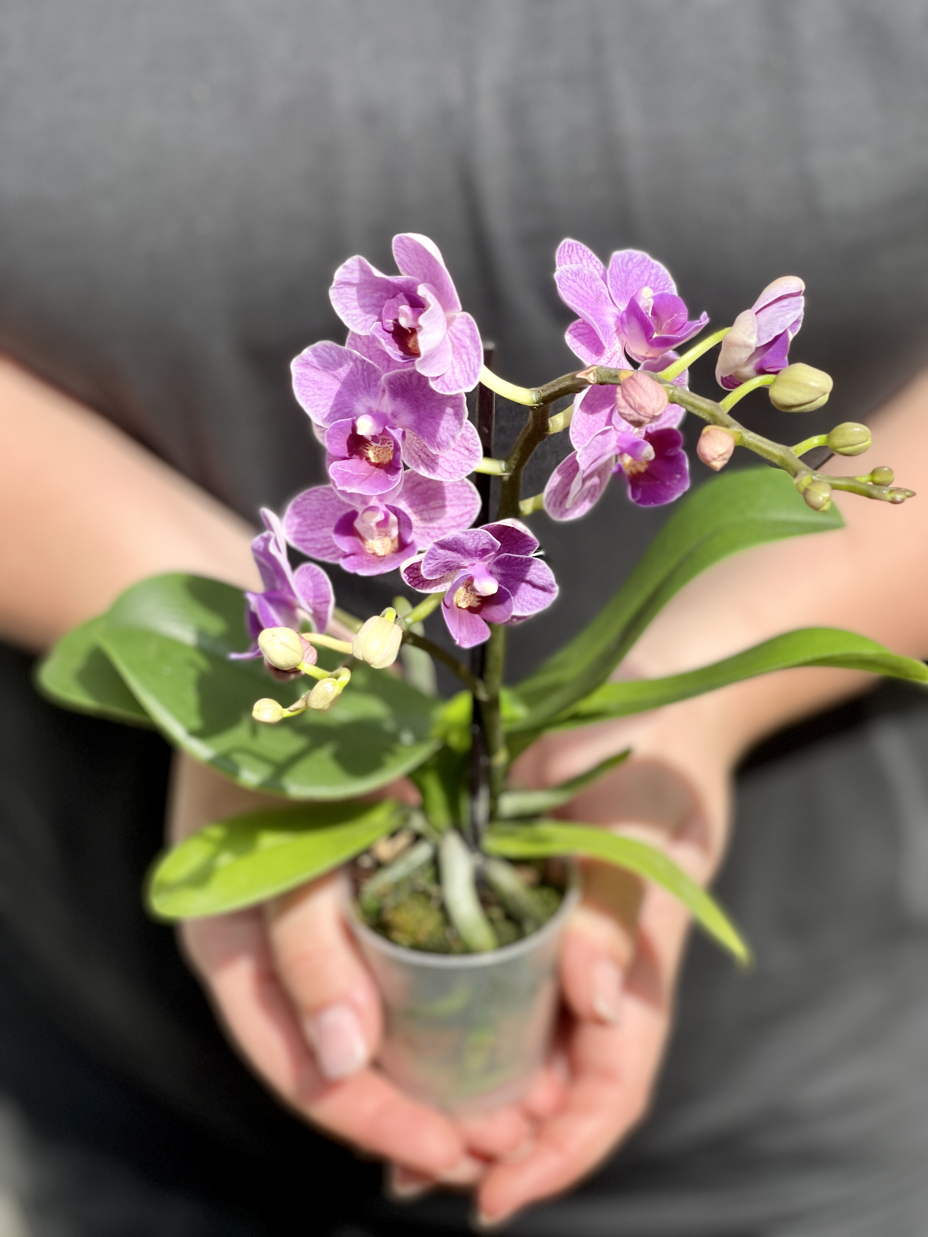 Орхидея Фаленопсис Мини Светло - Фиолетовая (Phalaenopsis Multiflora) D6см