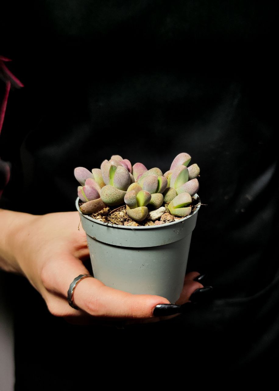 Плейоспилос Неля Рубра (Pleiospilos Nelii Rubra) D6,5см