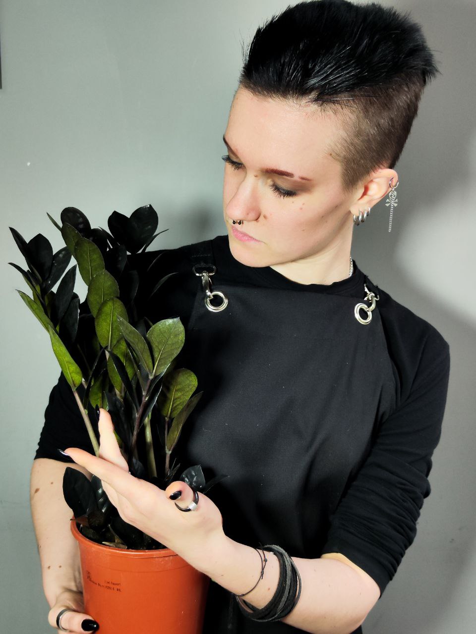 Замиокулькас Равен (Zamioculcas Raven) D14см