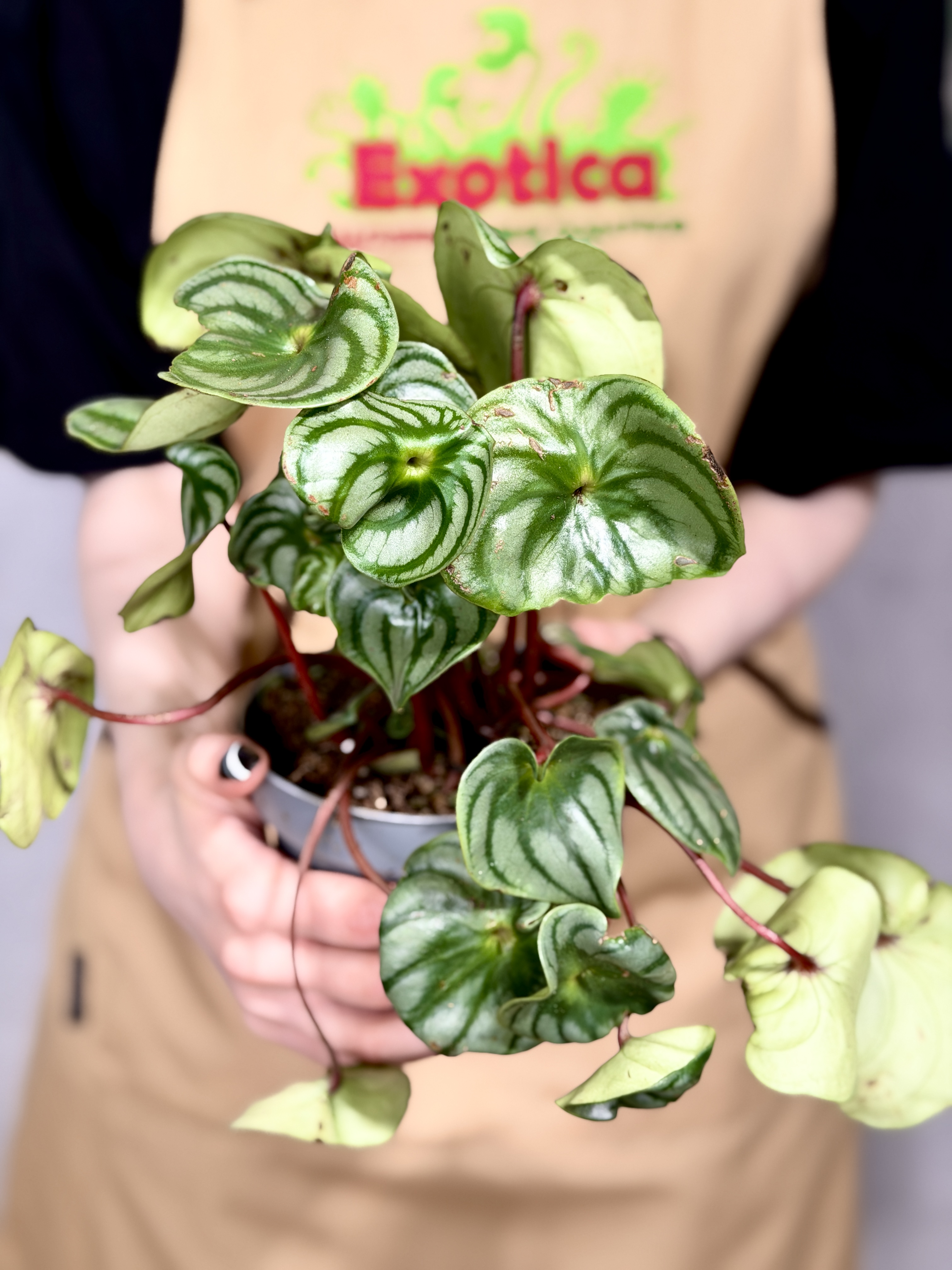 Пеперомия Арбузная уцен. (Peperomia Argyreia) D11см