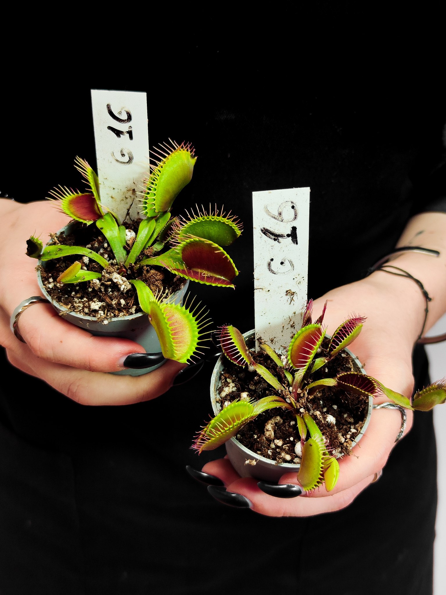 Венерина Мухоловка G16 (Dionaea Muscipula G16) D5см
