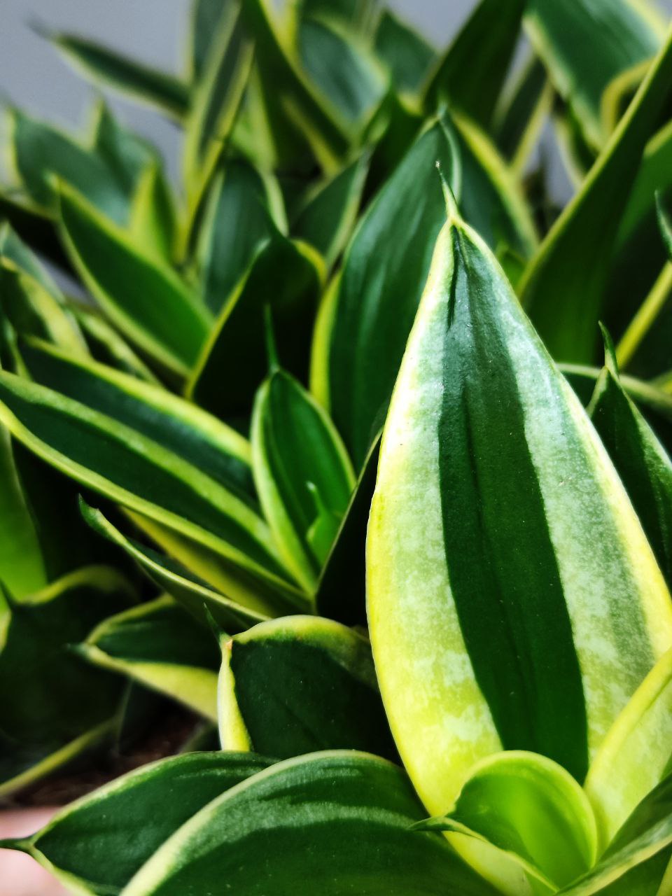 Сансевиерия Ханни Пагода (Sansevieria Hahnii Pagoda) D6см