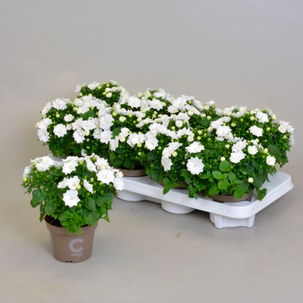 Кампанула Лайк Ми Вайт (Campanula Like Mee White) D10см