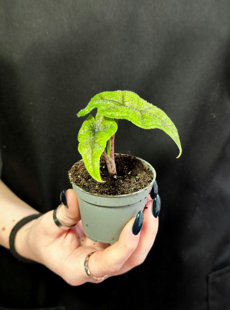 Алоказия Жаклин (Alocasia Jacklyn) D6см