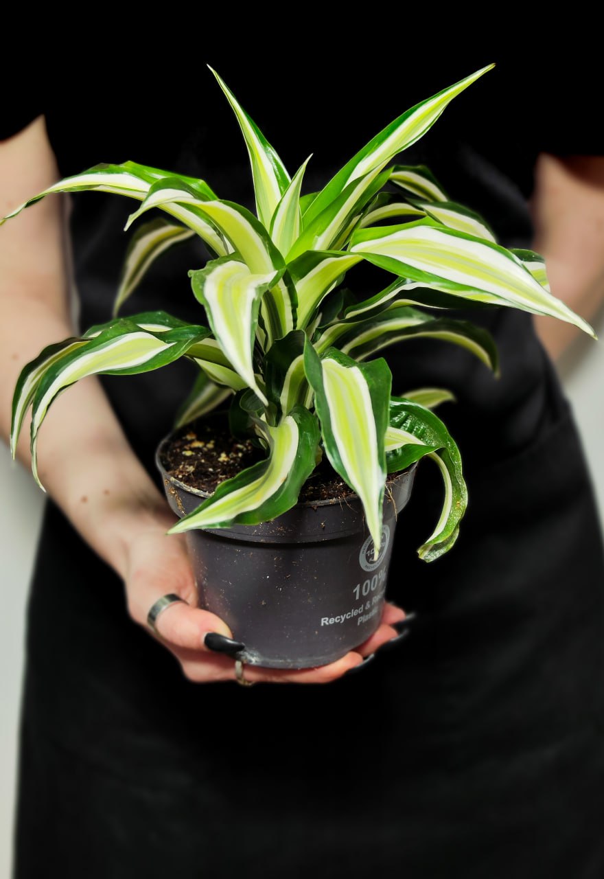 Драцена Фрагранс Малайка (Dracaena Dragontree Malaika) D12см