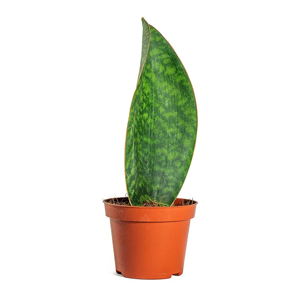 Сансевиерия Масониана Дабл (Sansevieria Masoniana Double) D6см