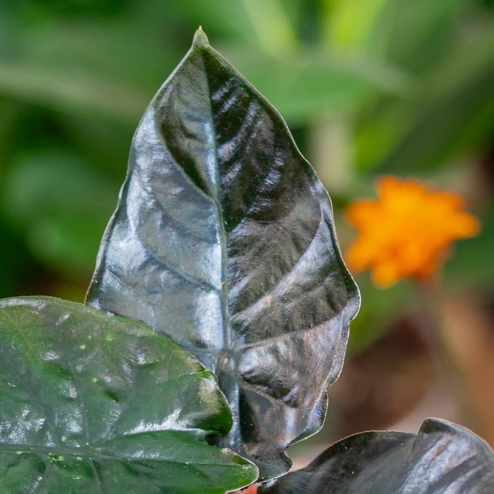 Алоказия Блэк Мэджик (Alocasia Black Magic) D6см