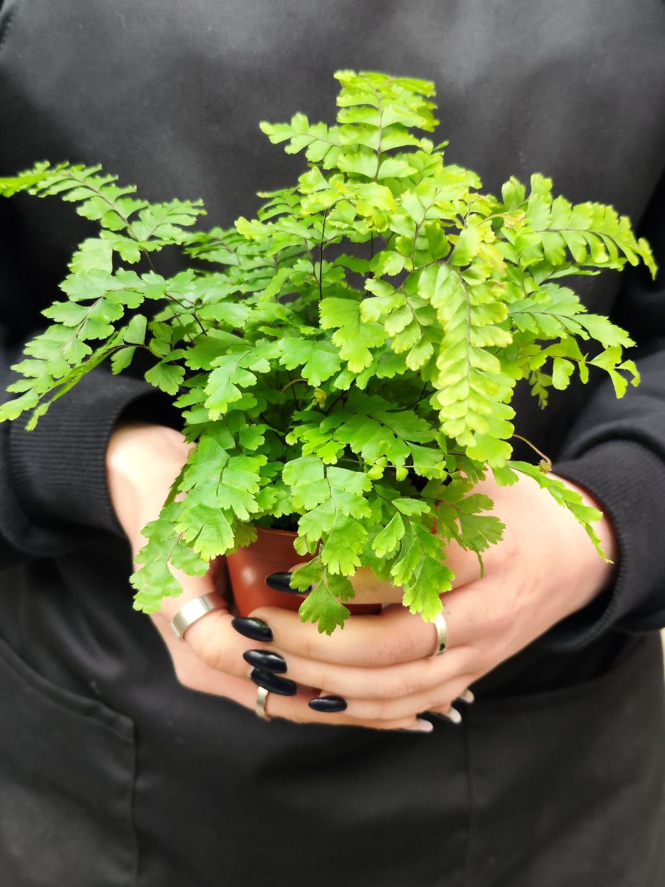 Адиантум Хиспидилум (Adiantum Hispidulum) D8,5см
