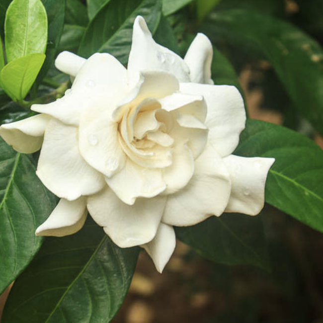 Гардения Жасминовидная Цветущая (Gardenia Jasminoides Flower) D12см