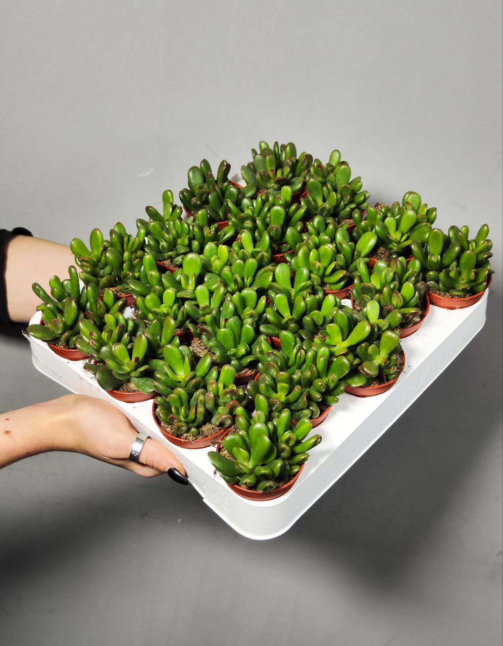 Крассула Конволюта (Crassula Convoluta) D5см