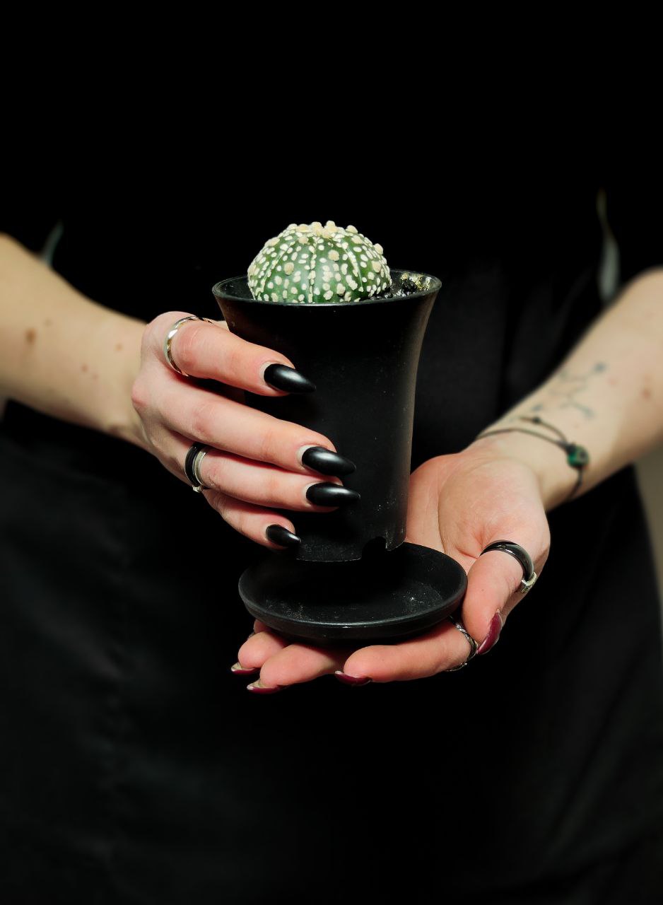 Астрофитум Супер Кабуто (Astrophytum Super Kabuto) D5см