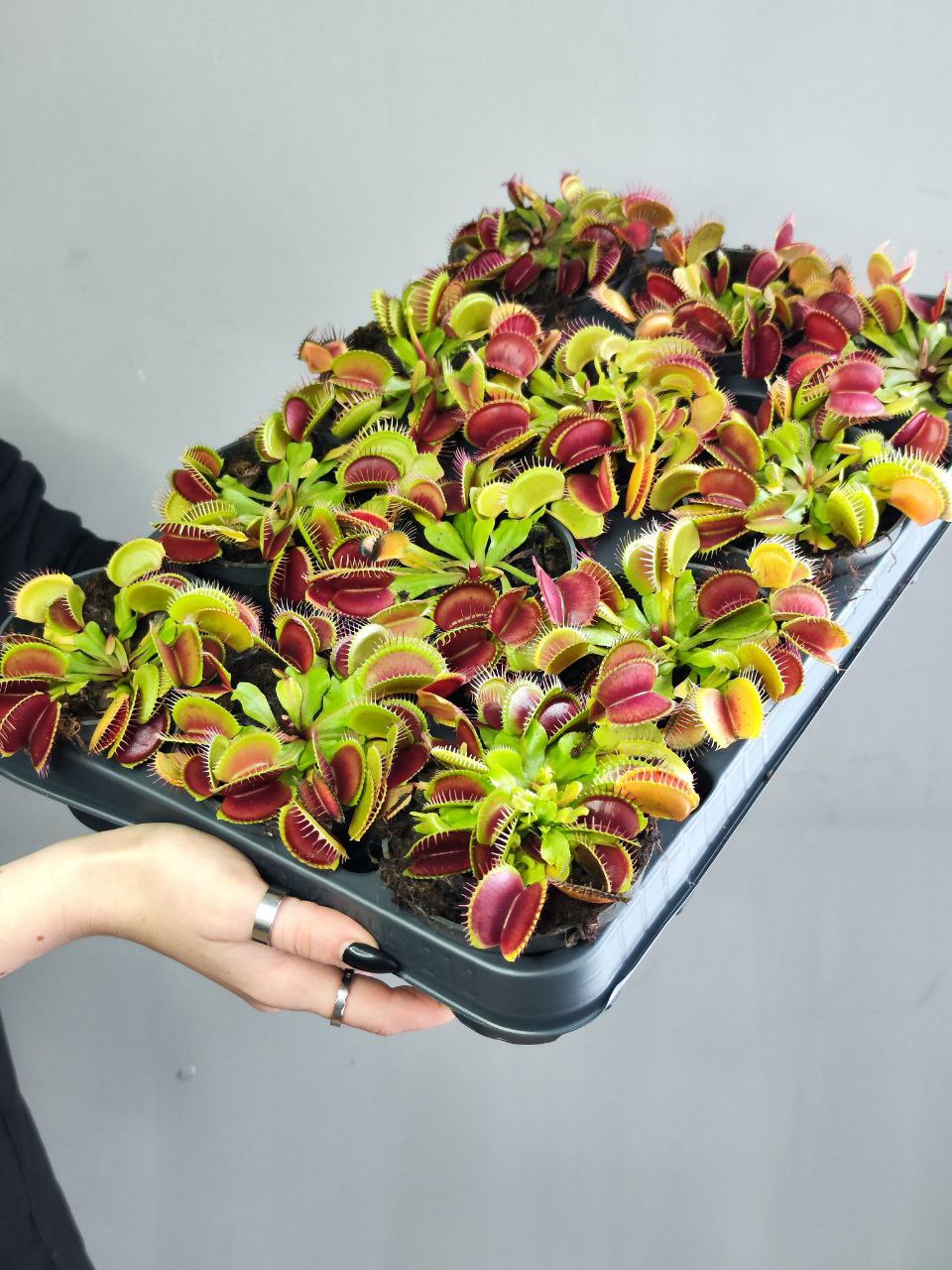 Венерина Мухоловка (Dionaea Muscipula) D9см