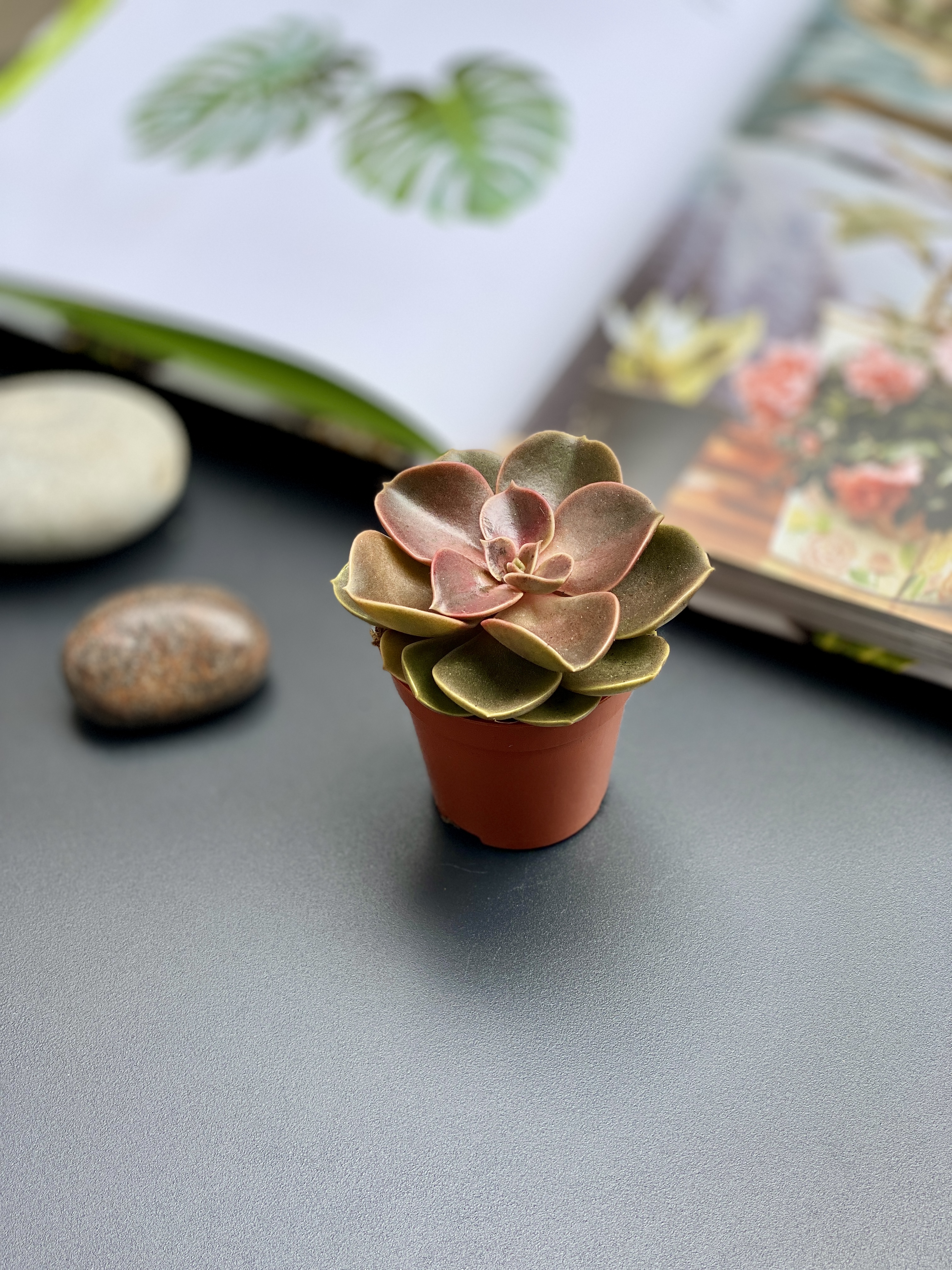 Эхеверия Мэджик Ред (Echeveria Magic Red) D5см