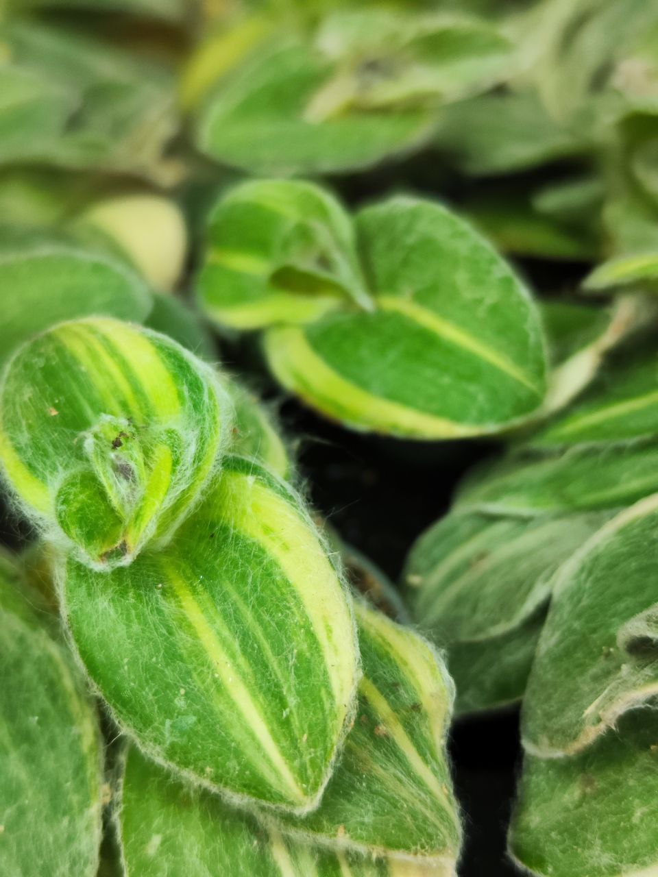 Традесканция Силламонтана Вариегатная (Tradescantia Sillamontana Variegata) D6см