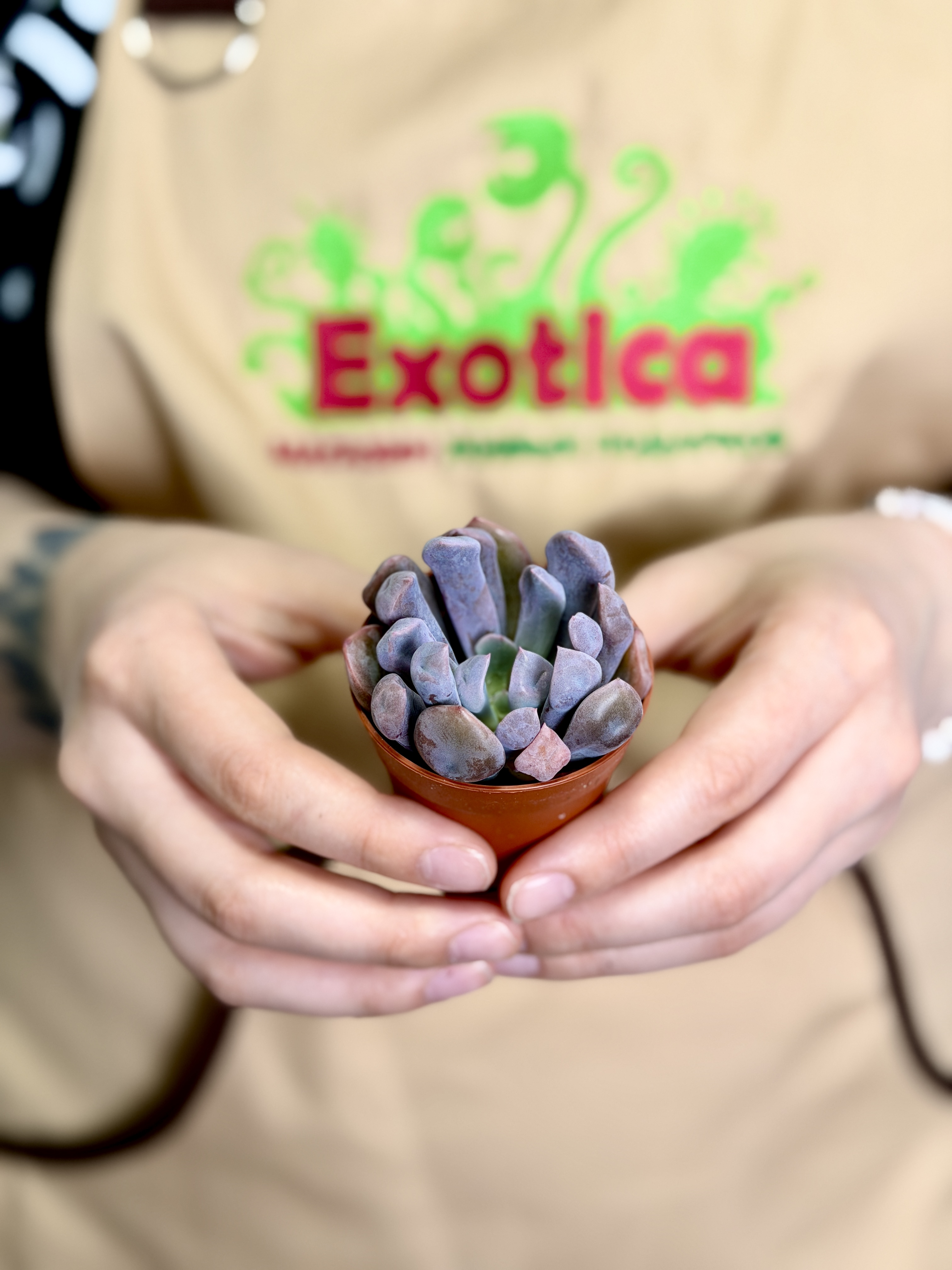 Эхеверия Купидон, или Лилак Спунс (Graptoveria Lilac Spoons) D5см
