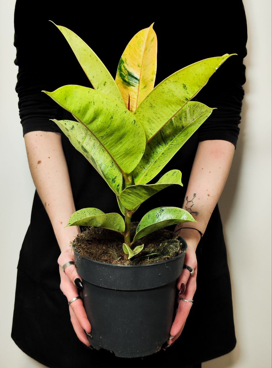 Фикус Эластика Муншайн (Ficus Elastica Moonshine) D17см