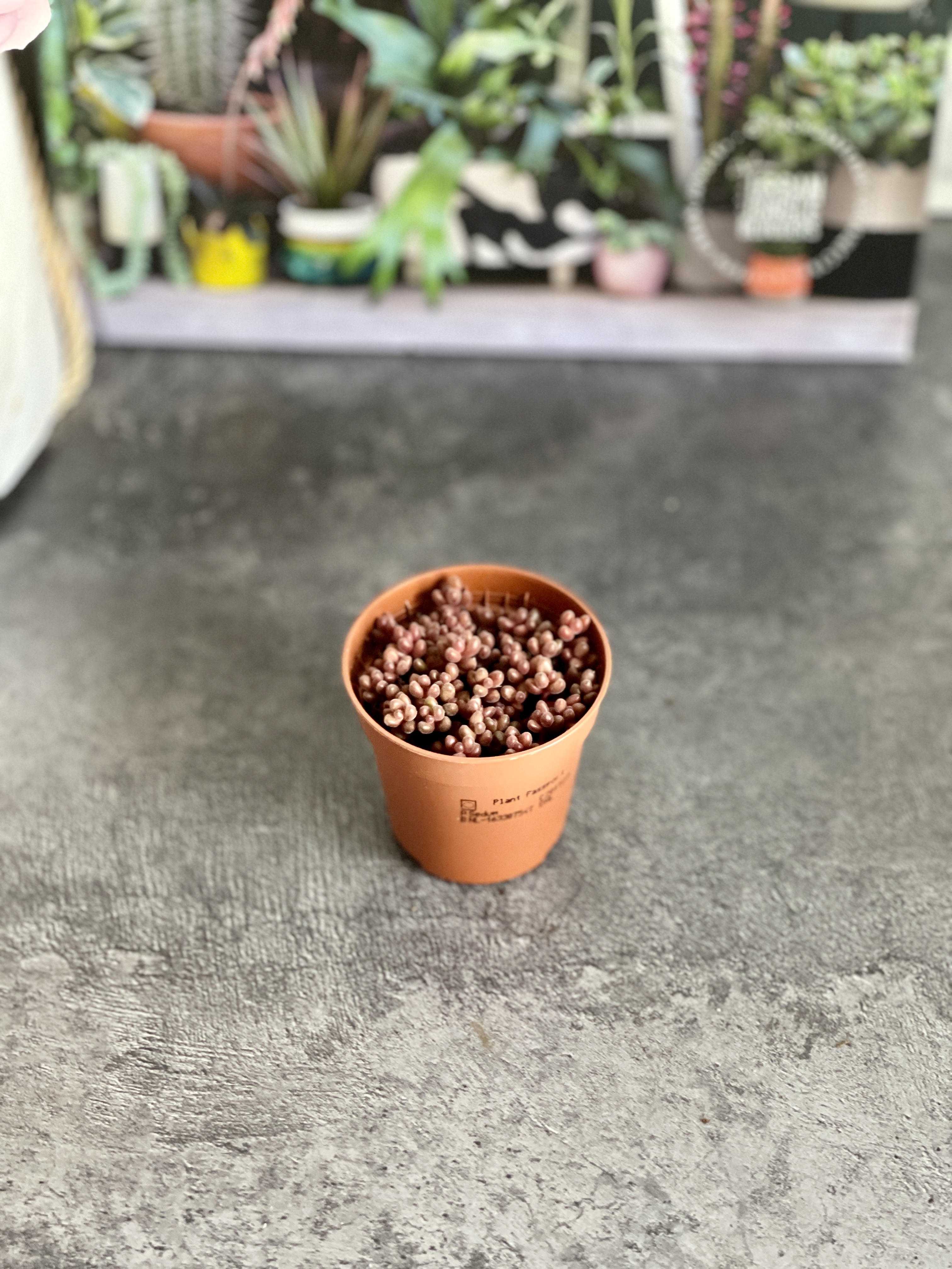 Седум Сталя Мини (Sedum Stahlii) D5см