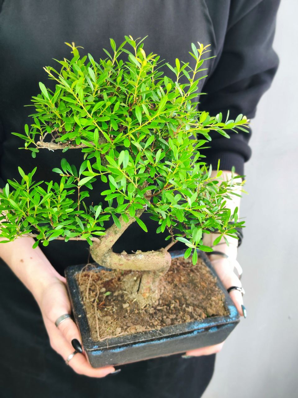Бонсай Мирт (Bonsai Myrtus)