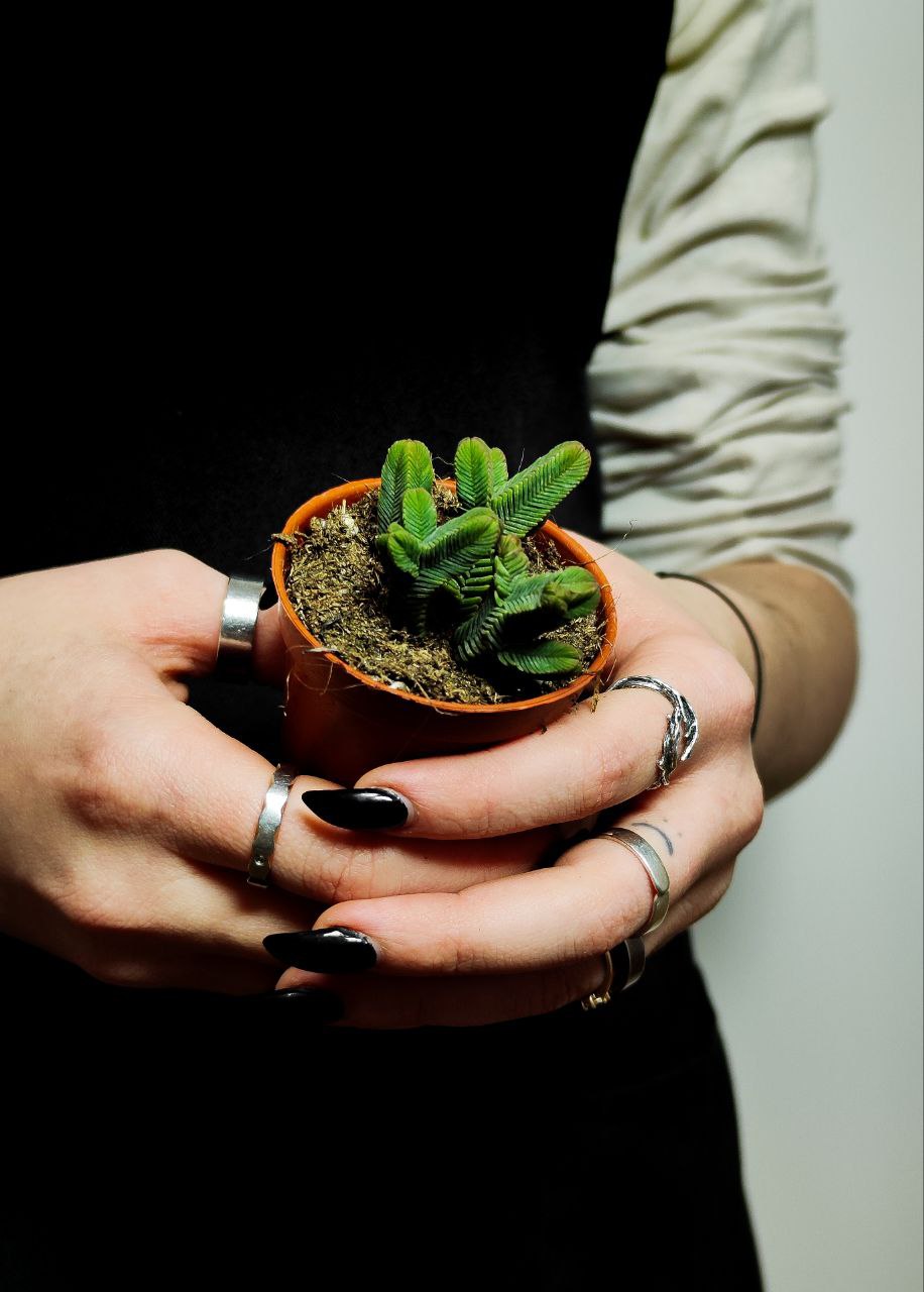 Крассула Пирамидалис (Crassula Pyramidalis) D5см