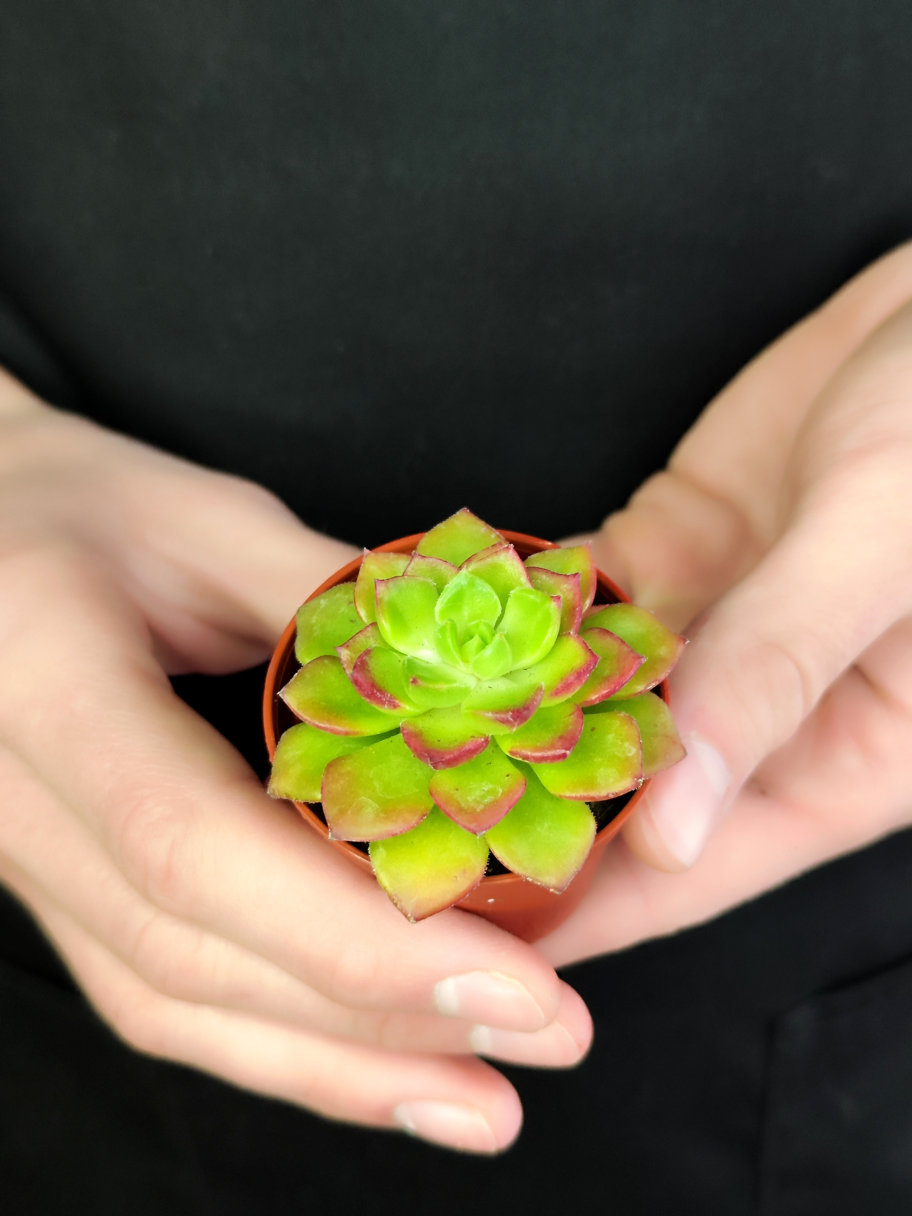Эхеверия Аффинис Ред (Echeveria Affinis Red) D5см