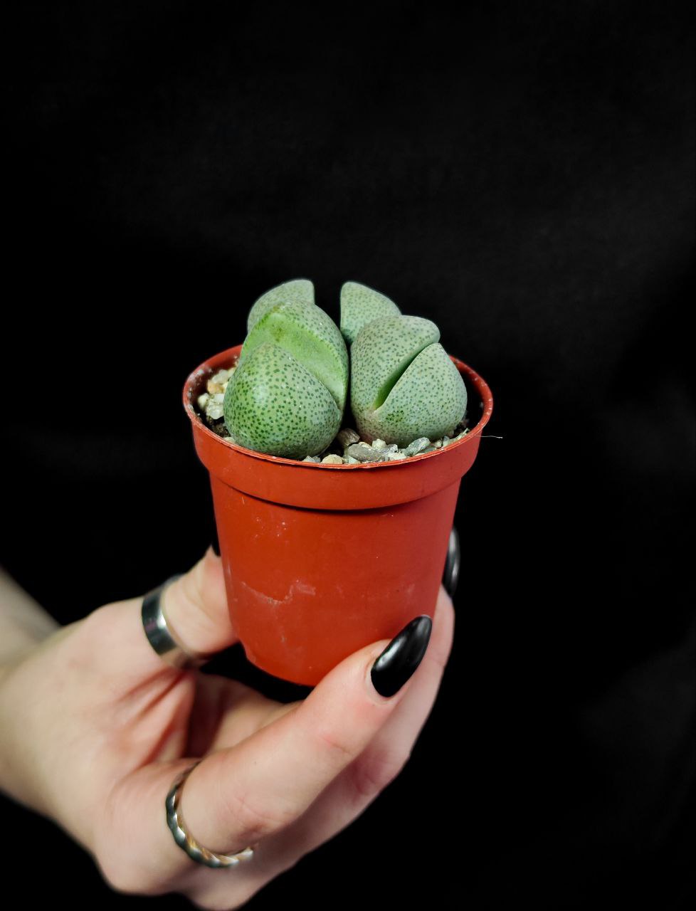 Плейоспилос Нелли Грин (Pleiospilos Nelii Green) D5см