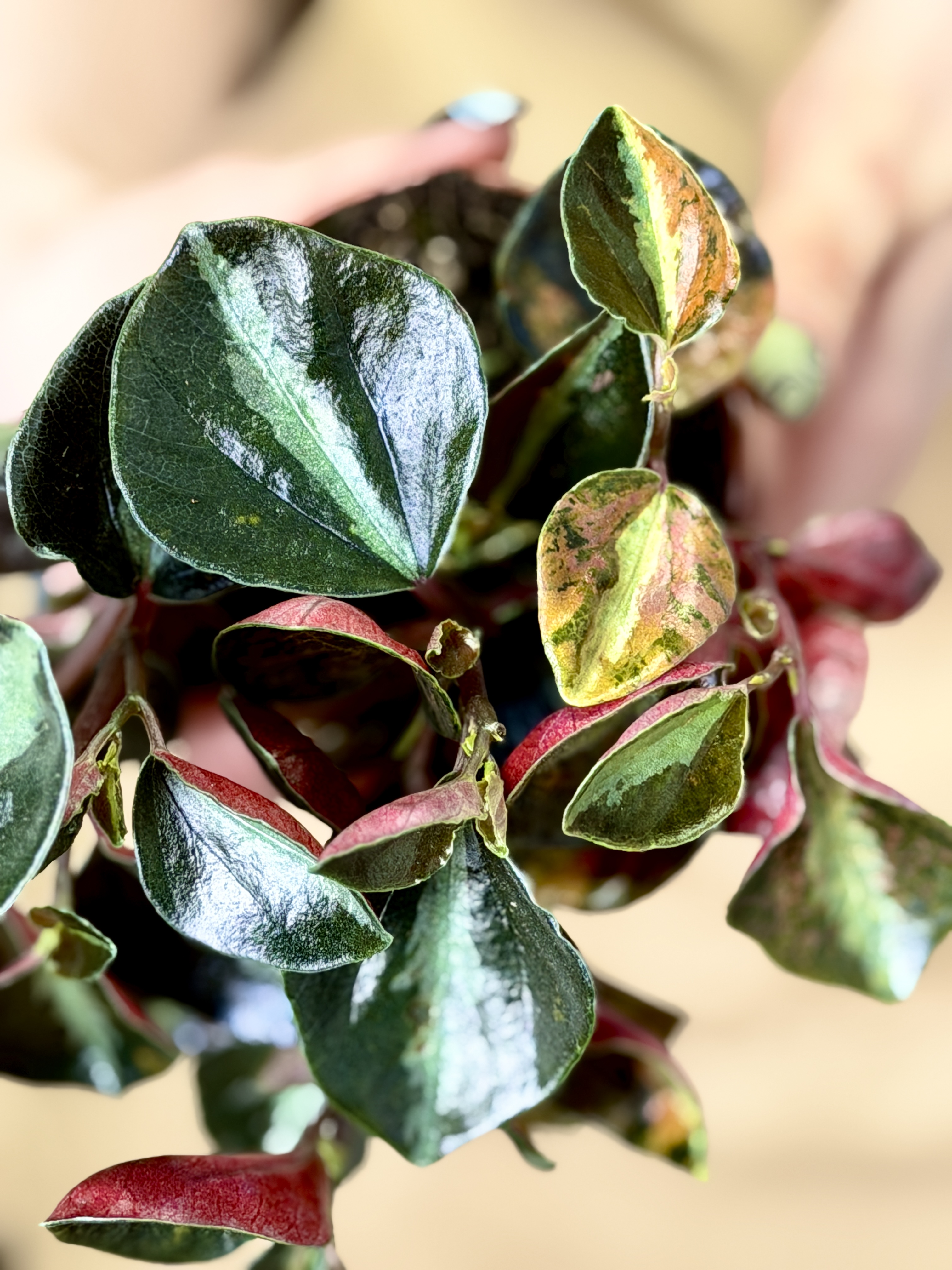 Пеперомия Крем Брюле (Peperomia Creme Brulee) D8см