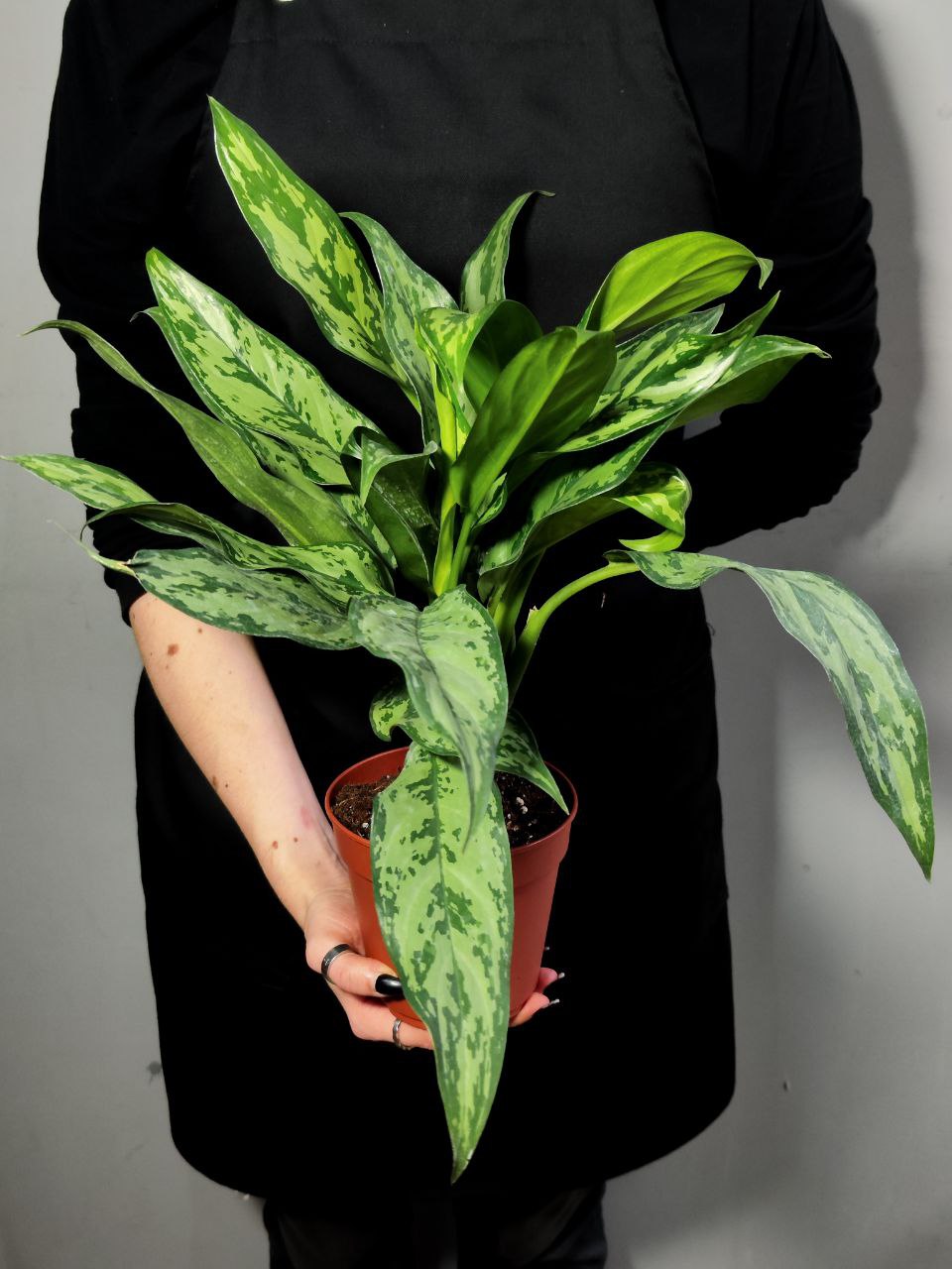 Аглаонема Грин Леди (Aglaonema Green Lady) D12см