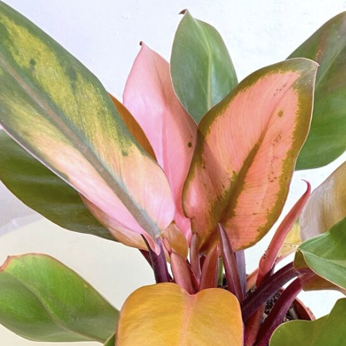 Филодендрон Пинк Конго (Philodendron Rojo Pink Congo) D9см