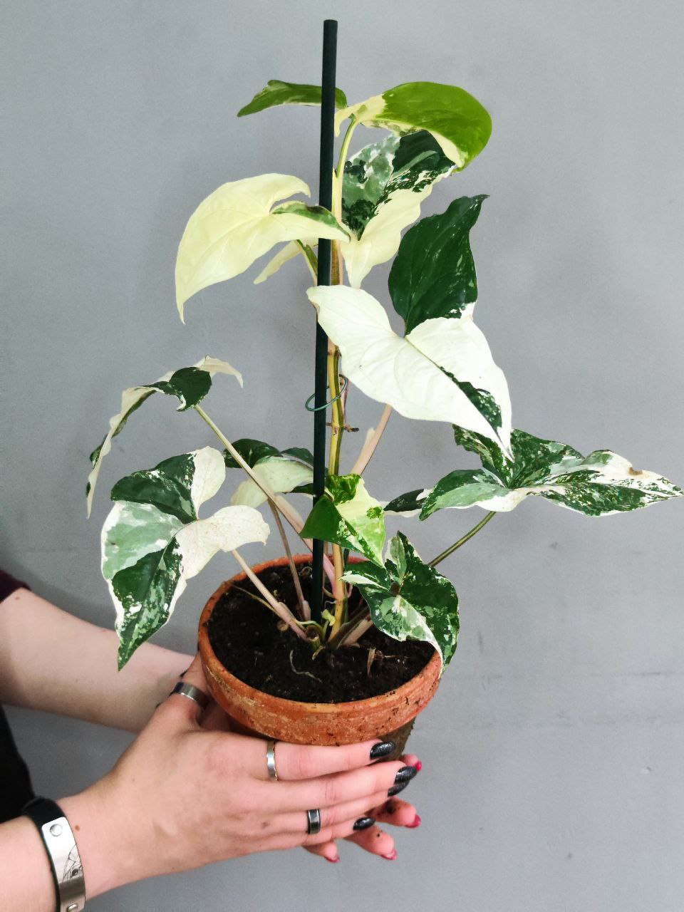 Сингониум Альба Вариегатная (Syngonium Varigata Albo) D12см