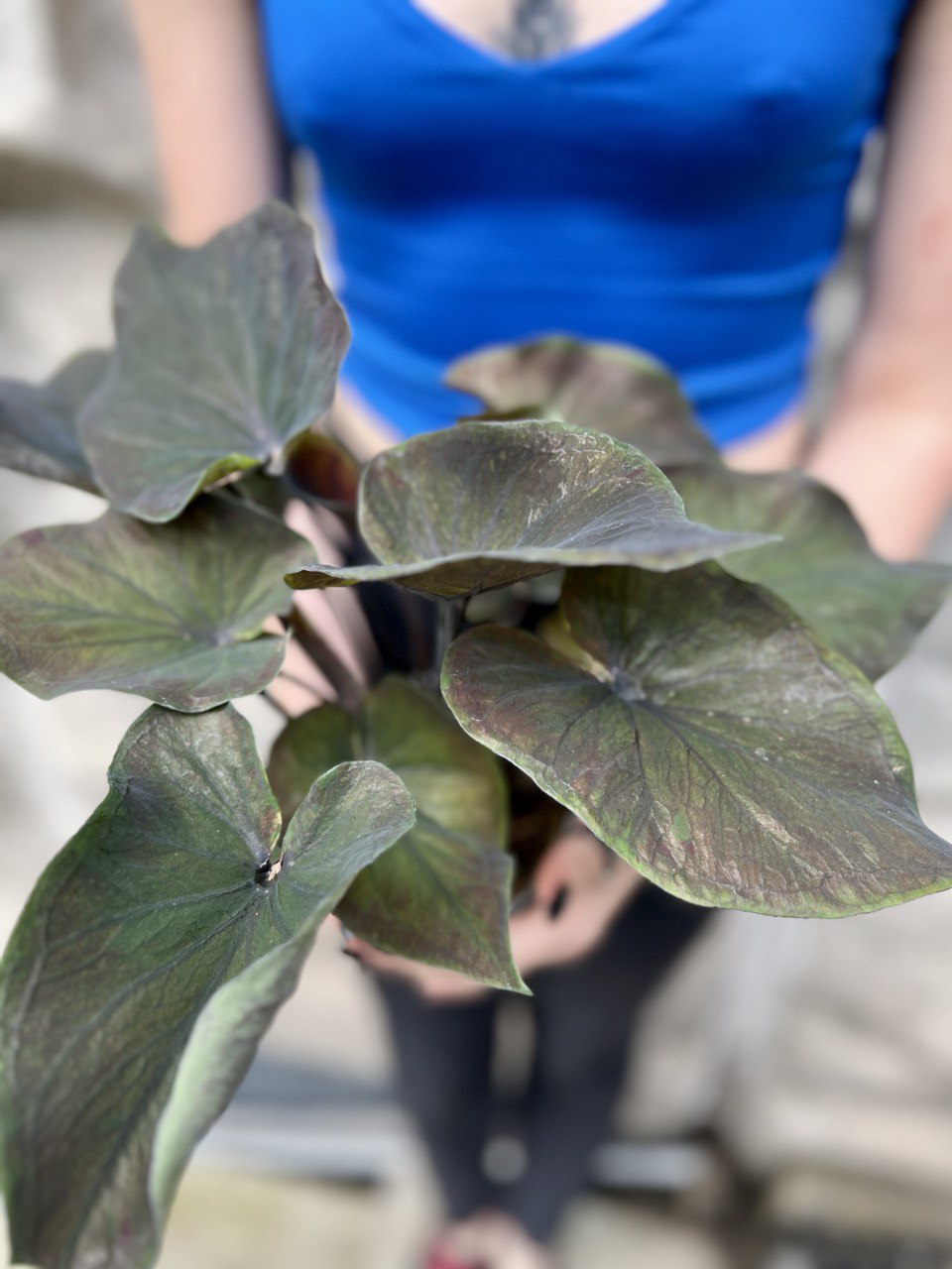 Каладиум Блэк Гибрид (Caladium Black Hibrid) D12см