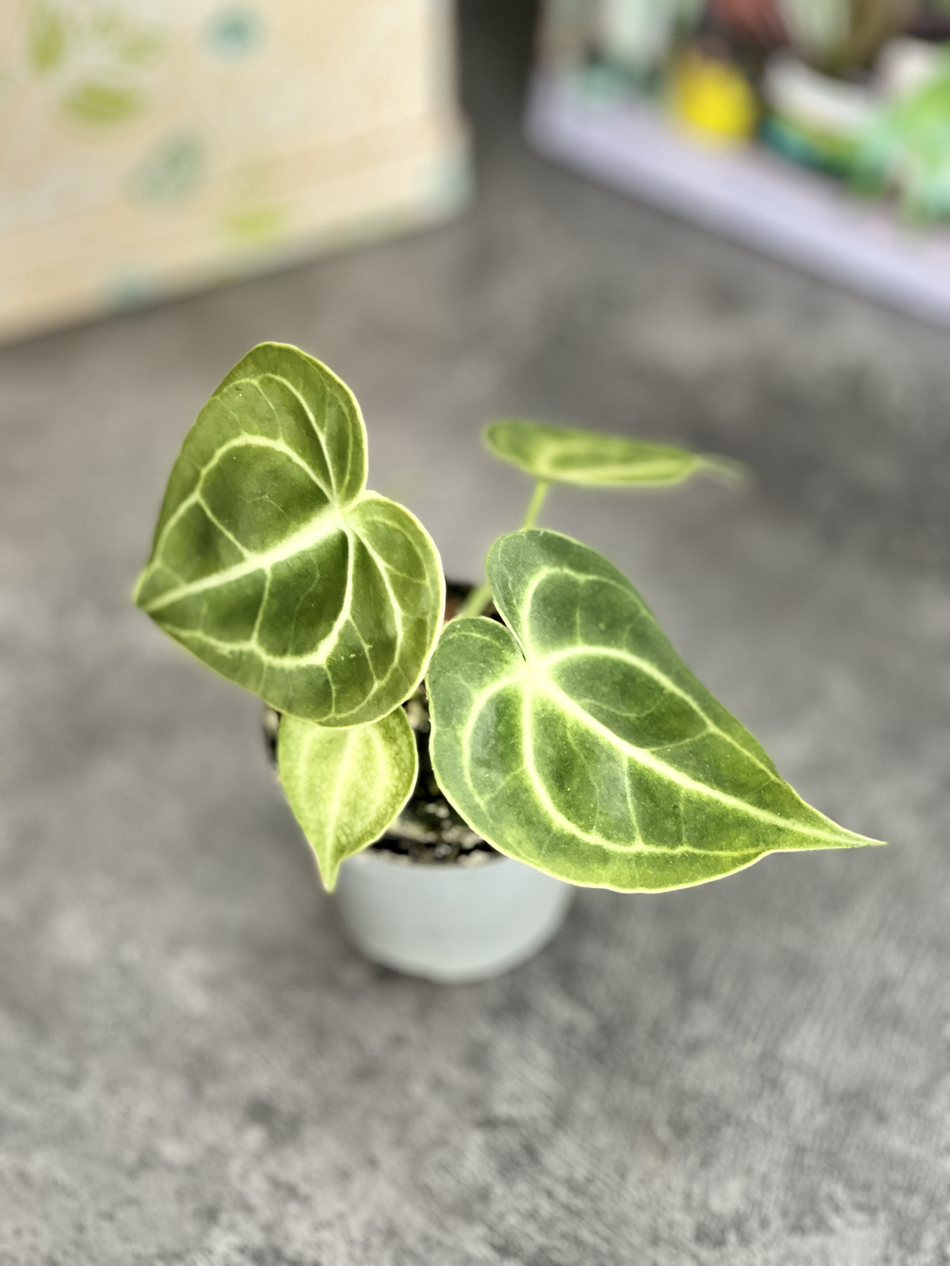 Антуриум Хрустальный, или Кристаллинум (Anthurium Crystallinum) D6см