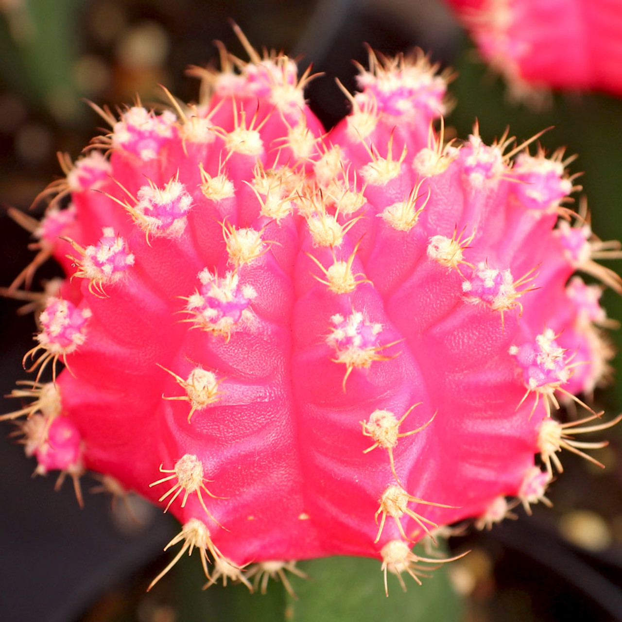 Кактус Гимнокалициум Михановича Розовый (Gymnocalycium Mihanovichii Pink) D5см