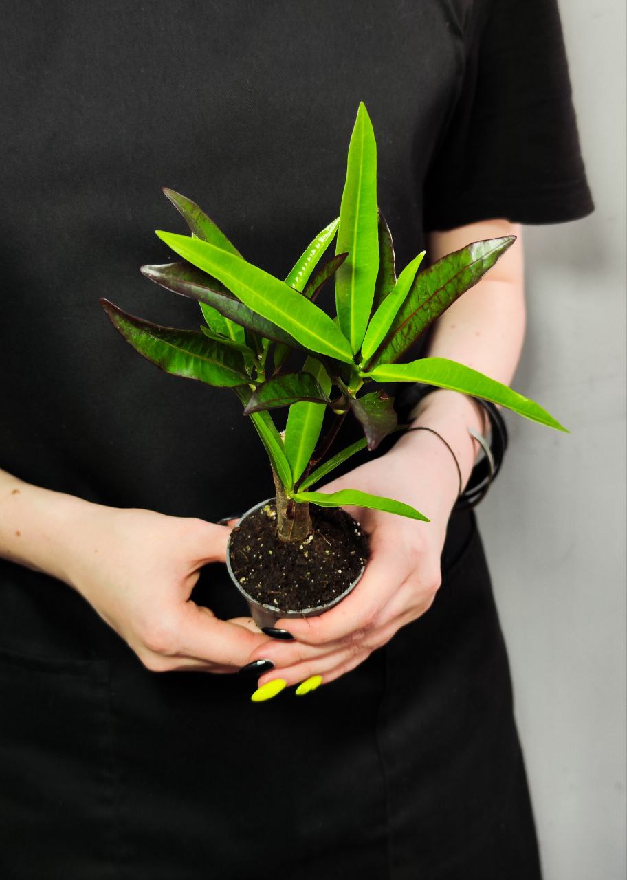 Кодиеум Экскуренс (Codiaeum Excurrens) D6см