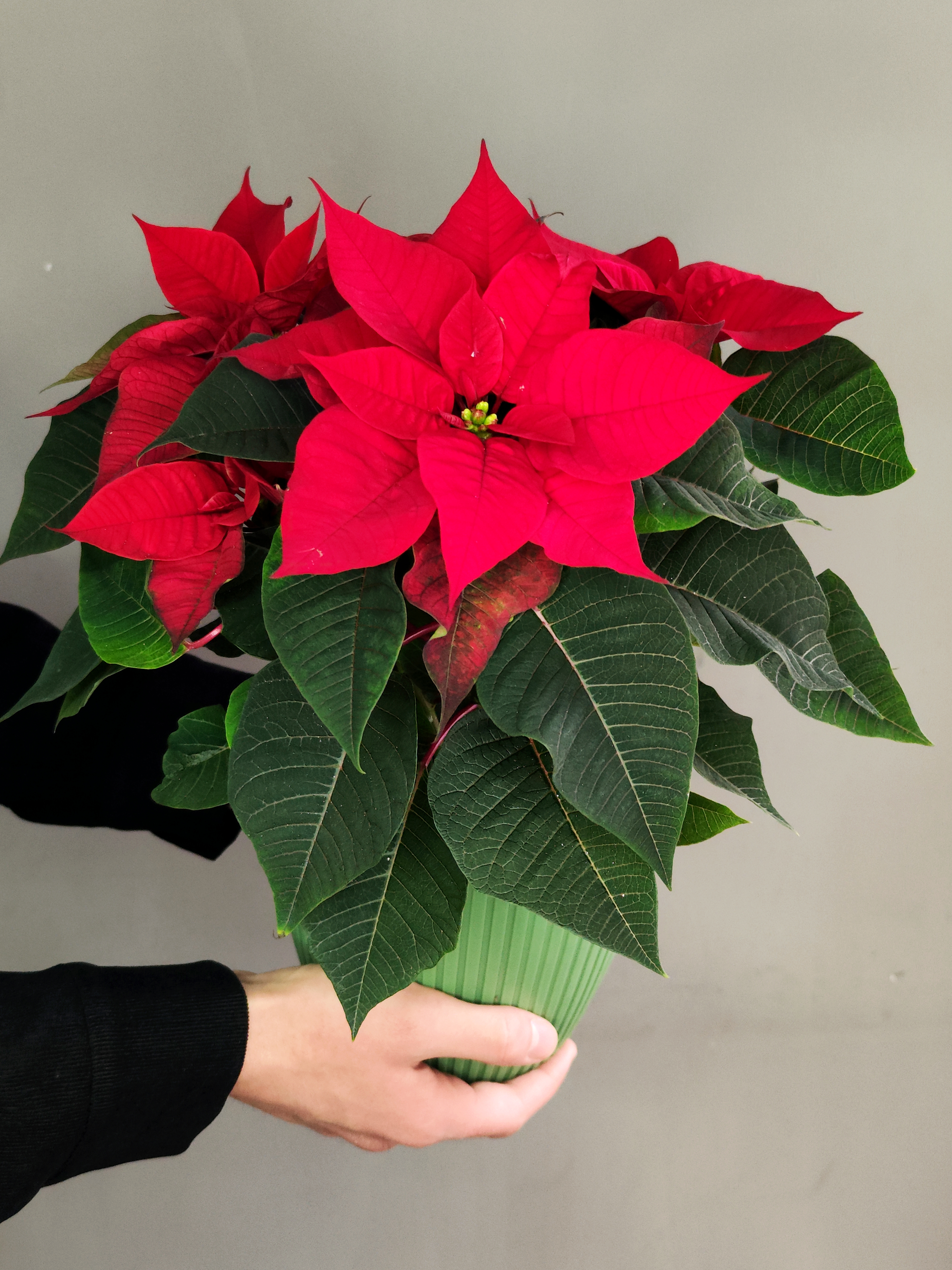 Пуансеттия Фрея Красная (Poinsettia Freya Red) Пересаженная D15см