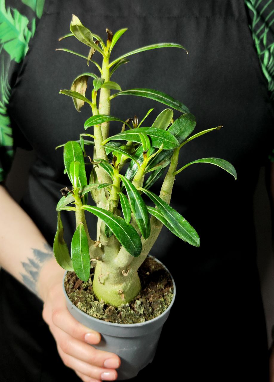 Адениум Тучный, или Обесум уцен. (Adenium Obesum) D10см
