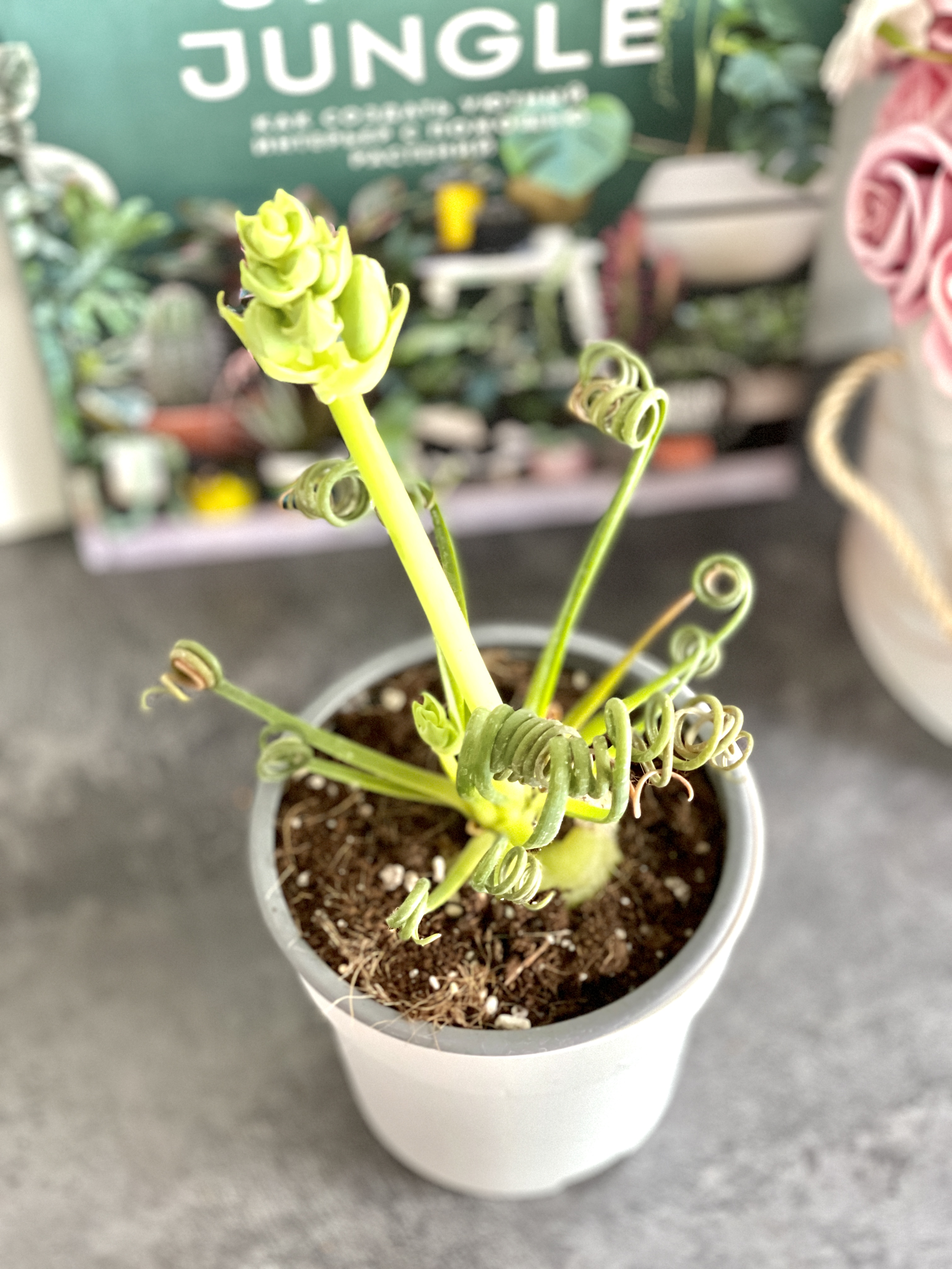 Альбука Спиральная (Albuca Spiralis) D12см